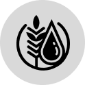Rice protein stalk with droplet